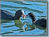   , Coot, Fulica atra Linnaeus.  930x687 (81kb) ?