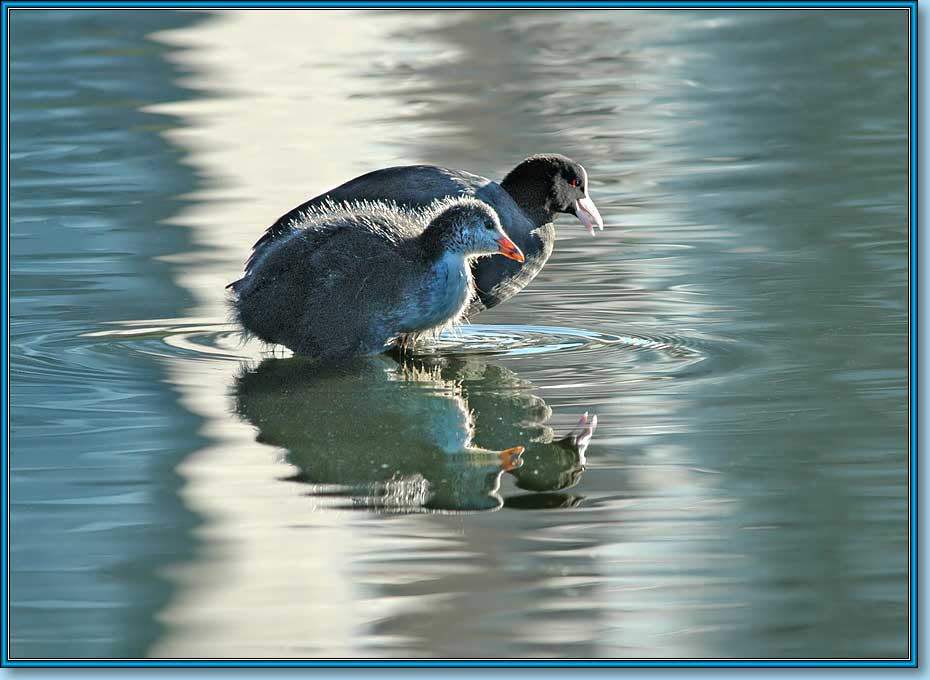   ; Coot (Common Coot, Black Coot); Fulica atra Linnaeus.  930x680 (65kb)