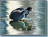   , Coot, Fulica atra Linnaeus.  930x680 (65kb) ?