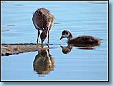  , Coot, Fulica atra Linnaeus.  930x687 (54kb) ?