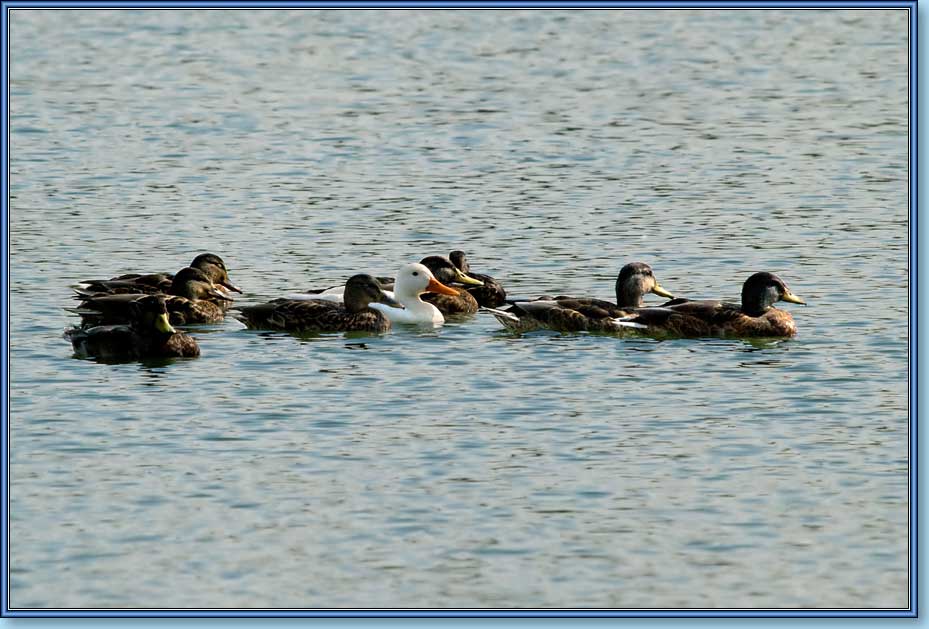 , , Mallard, albino, Anas platyrhynchos Linnaeus.  929x629 (77kb)