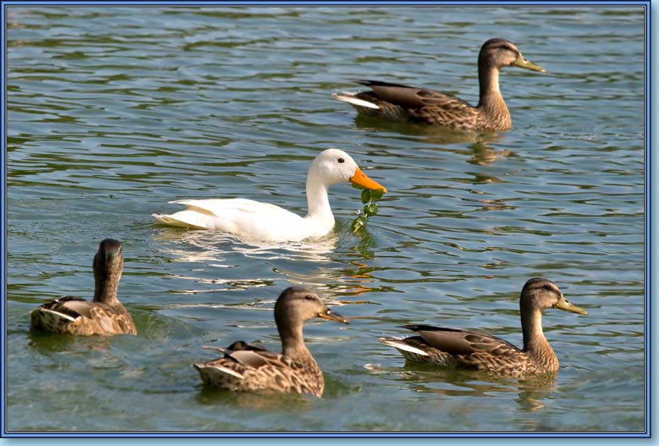 Кряква, альбинос, Mallard, albino, Anas platyrhynchos Linnaeus. Фото 929x629 (81kb)