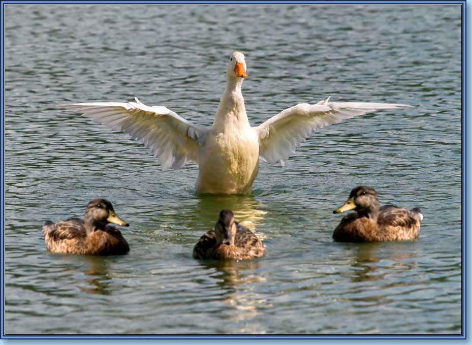 , , Mallard, albino, Anas platyrhynchos Linnaeus.  929x679 (81kb)