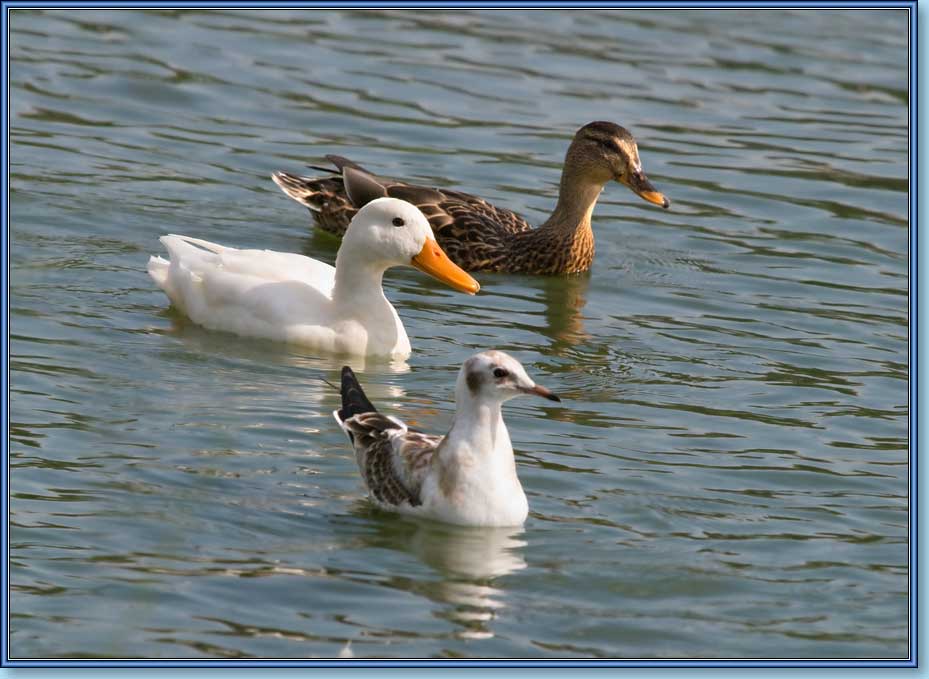 , , Mallard, albino, Anas platyrhynchos Linnaeus.  929x679 (70kb)