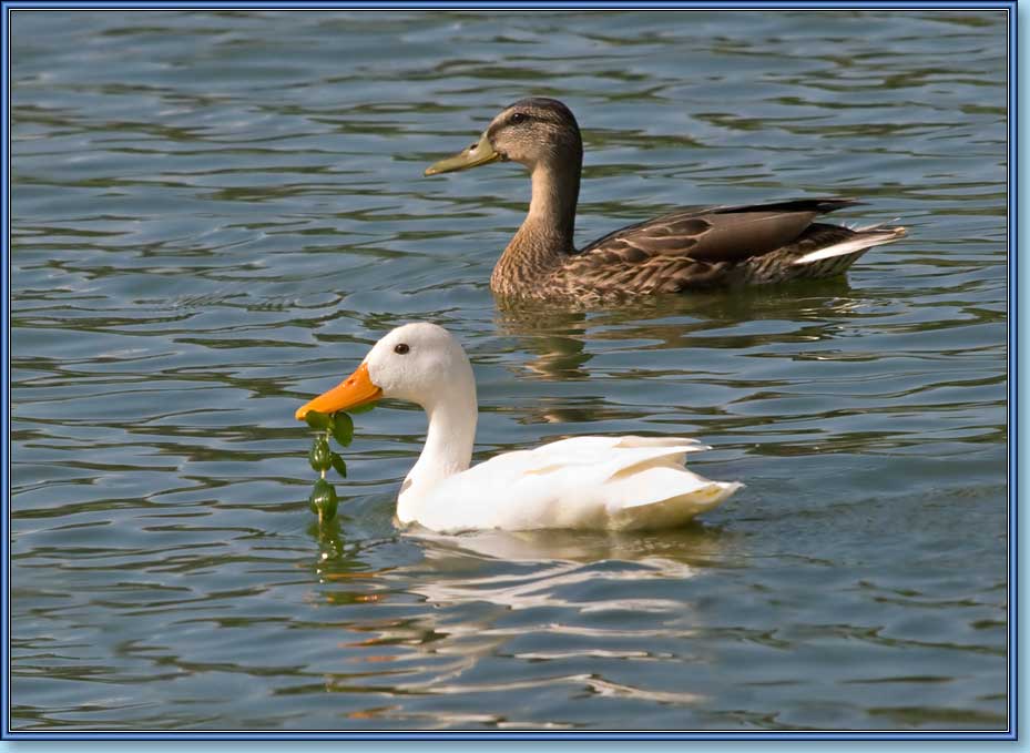 , , Mallard, albino, Anas platyrhynchos Linnaeus.  929x679 (72kb)