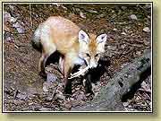 ������ � ���������. ���� 950x700 (103kb) ���������?