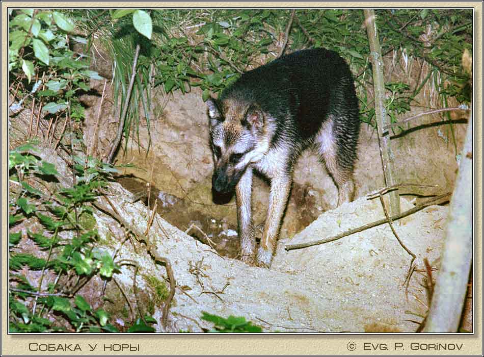 ������ � ����, Dog near a burrow. ���� 950�700 (87kb)