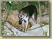 ������ � ����. ���� 950x700 (87kb) ���������?