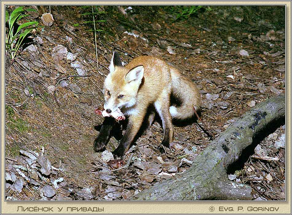 �������, Young fox with a bait, Vulpes vulpes. ���� 950�700 (131kb)