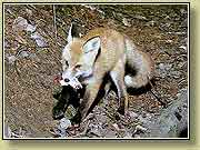 ������ � �������. ���� 950x700 (131kb) ���������?