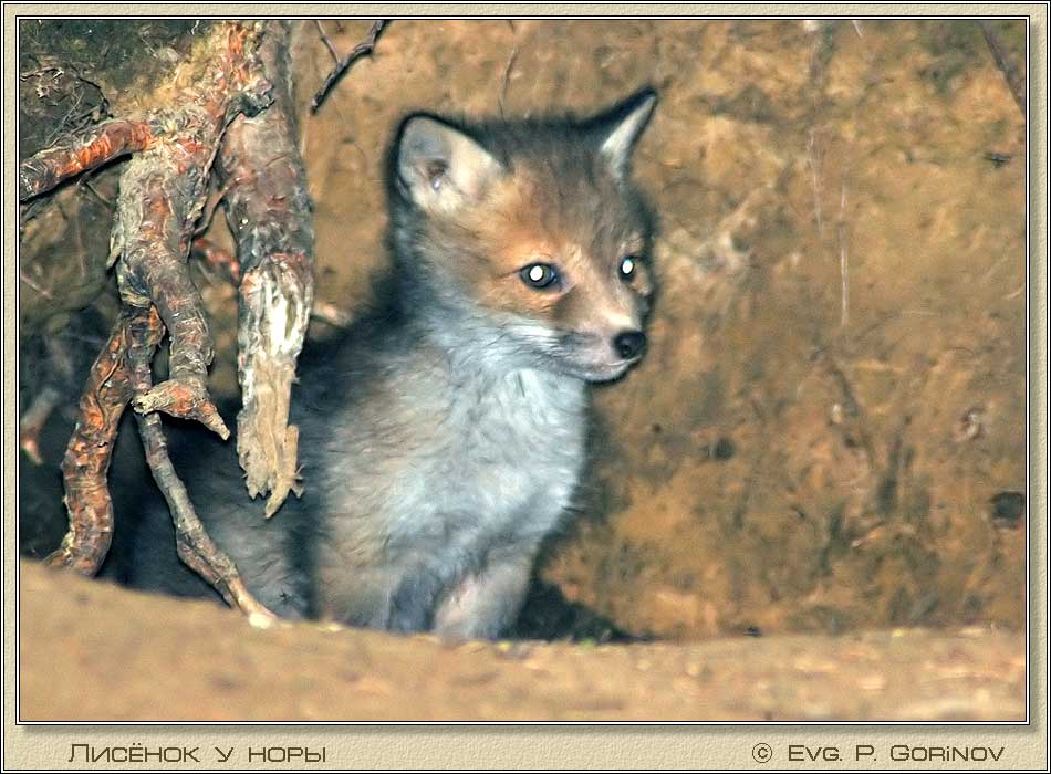 �������, Young fox, Fox-cub, Vulpes vulpes. ���� 950�700 (88kb)