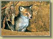 ������ � ����. ���� 700x500 (51kb) ���������?