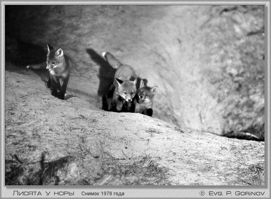 ������, Young foxes, Fox-cubs, Vulpes vulpes. ���� 950�700 (85kb)