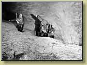 ������. ���� 950x700 (85kb) ��������?