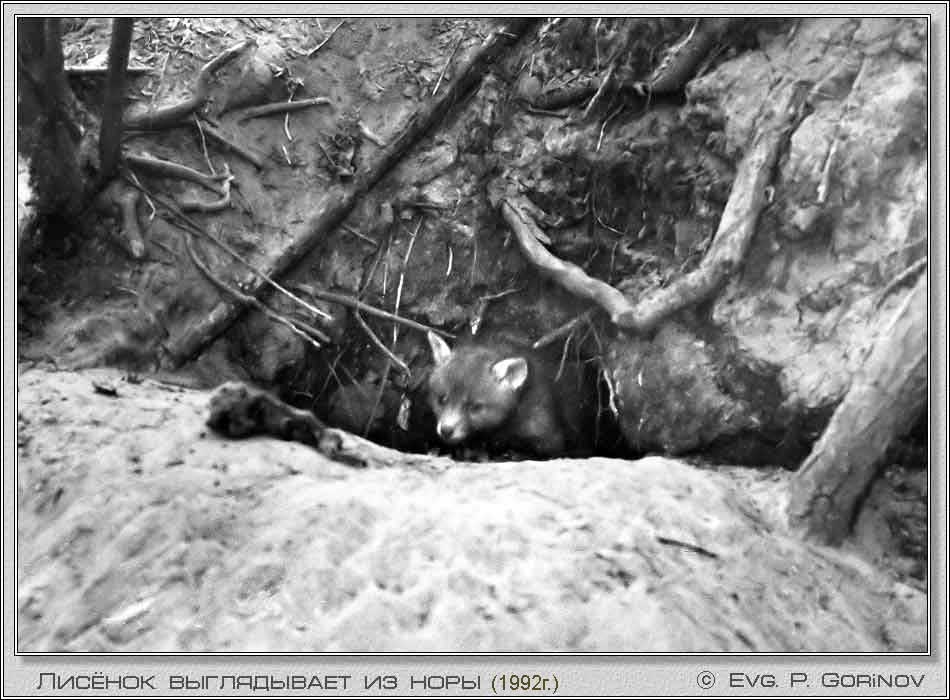 �������, Young fox, Fox-cub, Vulpes vulpes. ���� 950�700 (67kb)