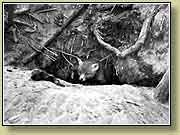 ������. ���� 950x700 (67kb) ��������?