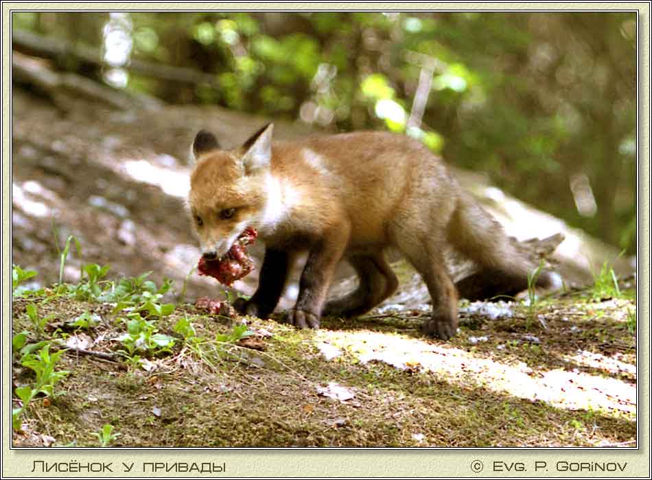 �������, Young foxe, Fox-cub, Vulpes vulpes. ���� 950�700 (70kb)