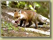 ������ � ����. ���� 950x700 (70kb) ��������?