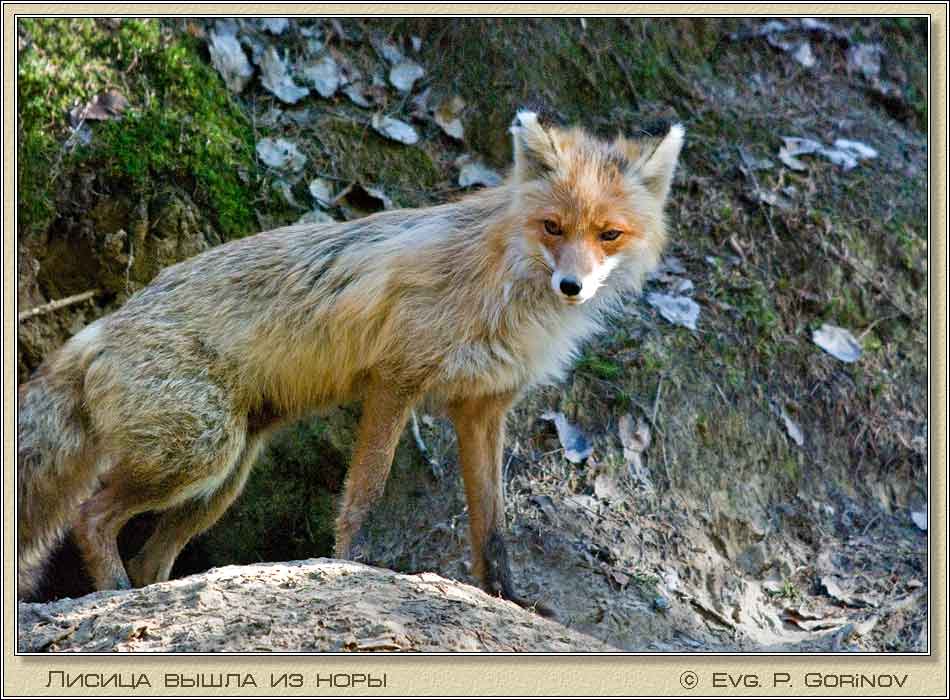 , Fox, vixen, Vulpes vulpes.  950700 (79kb)