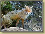 ������ � �������. ���� 950x700 (70kb) ��������?