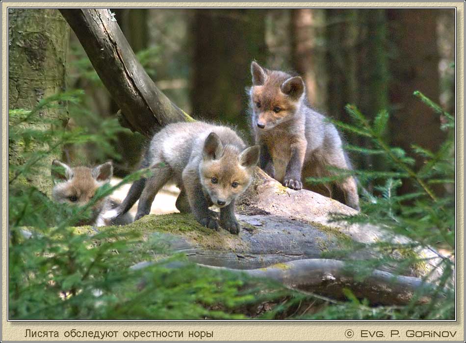 , Young foxes, Fox-cubs, Vulpes vulpes.  950700 (92kb)