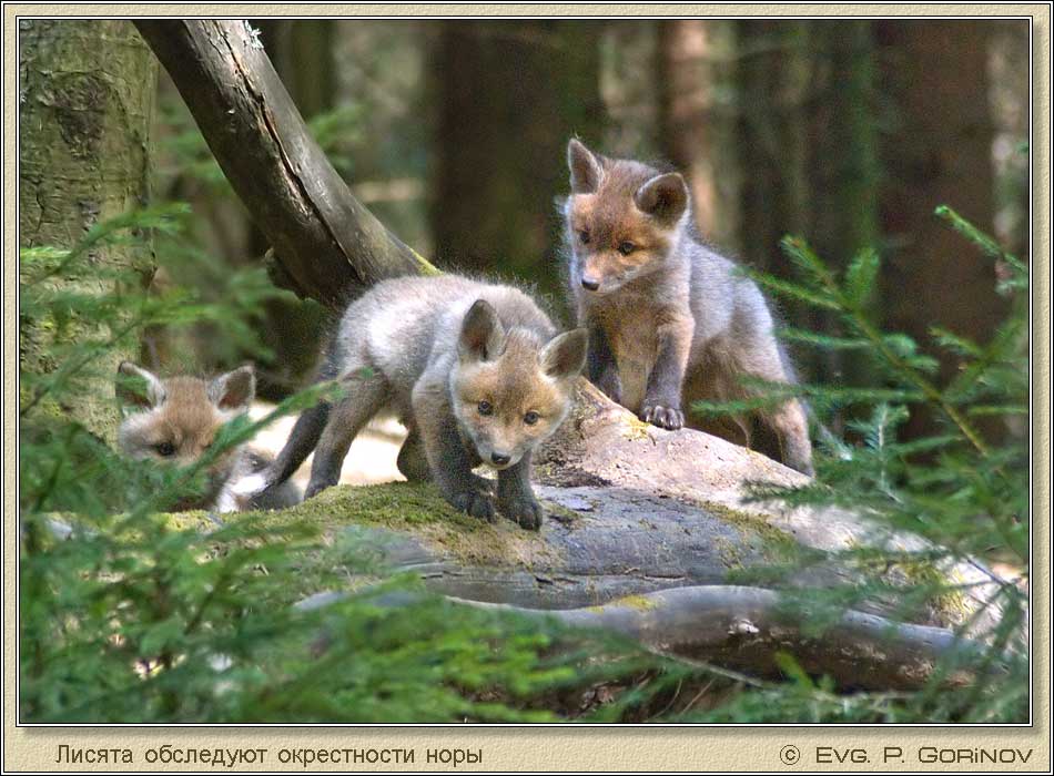 ������, Young foxes, Fox-cubs, Vulpes vulpes. ���� 950�700 (92kb)