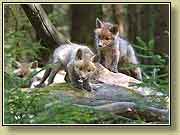 ���������� � �����. ���� 950x700 (93kb) ��������?