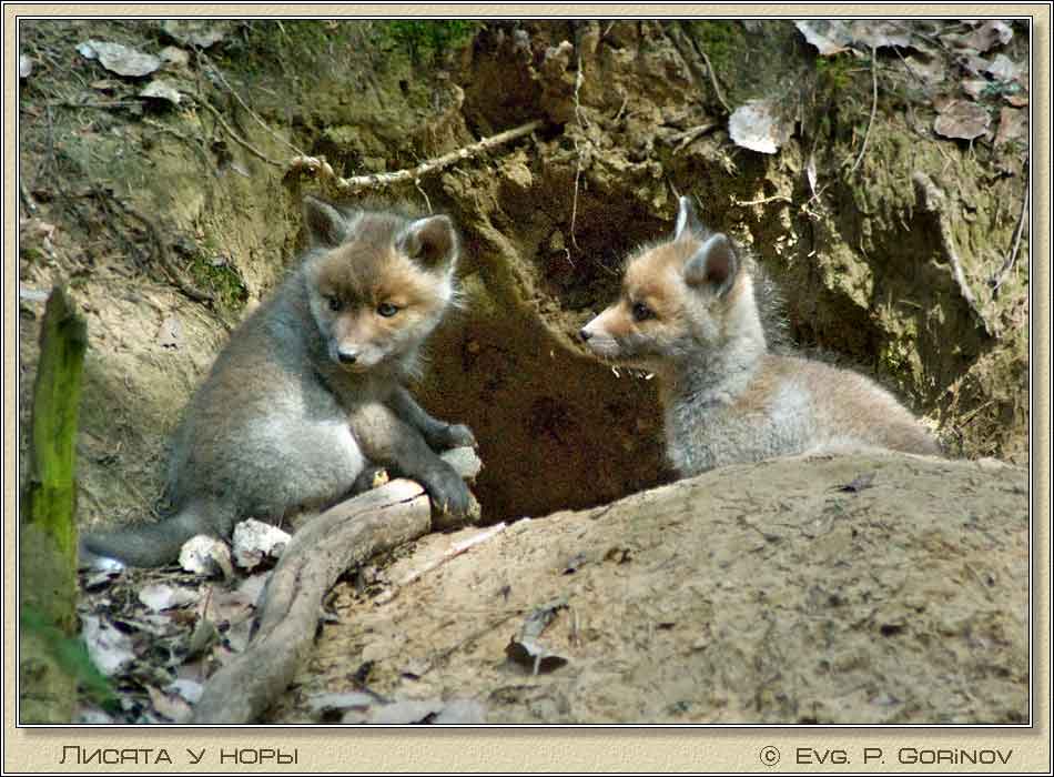 ������, Young foxes, Fox-cubs, Vulpes vulpes. ���� 950�700 (72kb)