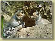 ������ � ����. ���� 950x700 (72kb) ��������?