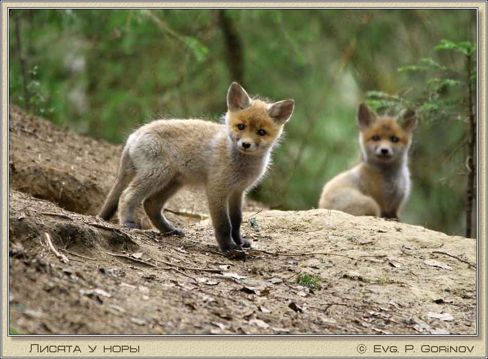 , Young foxes, Fox-cubs, Vulpes vulpes.  950700 (62kb)