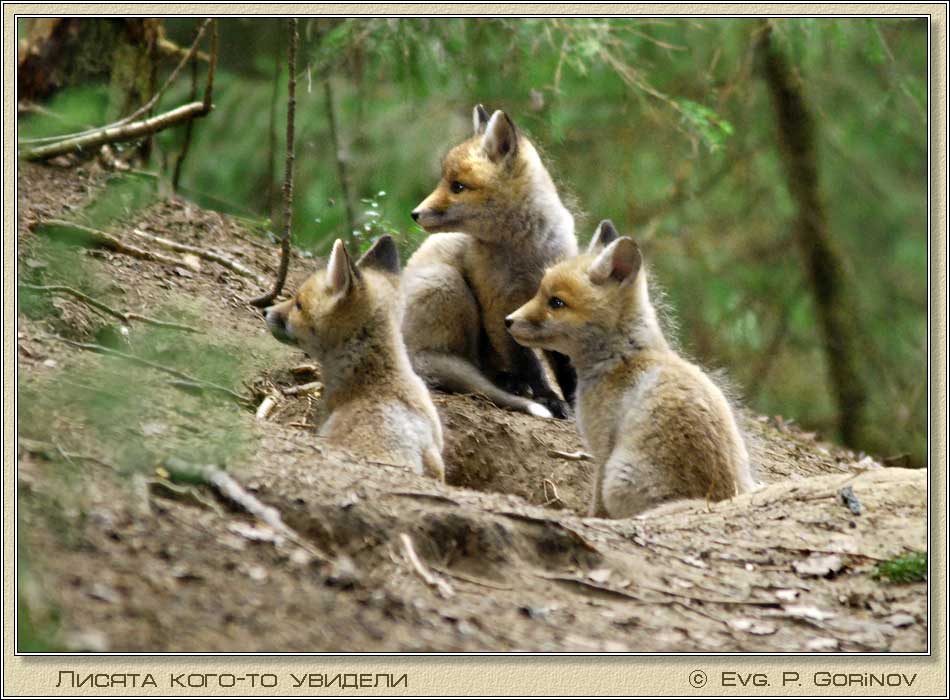 ������, Young foxes, Fox-cubs, Vulpes vulpes. ���� 950�700 (89kb)