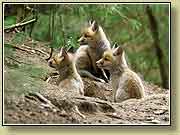 ������.��������! ���� 950x700 (89kb) ��������?