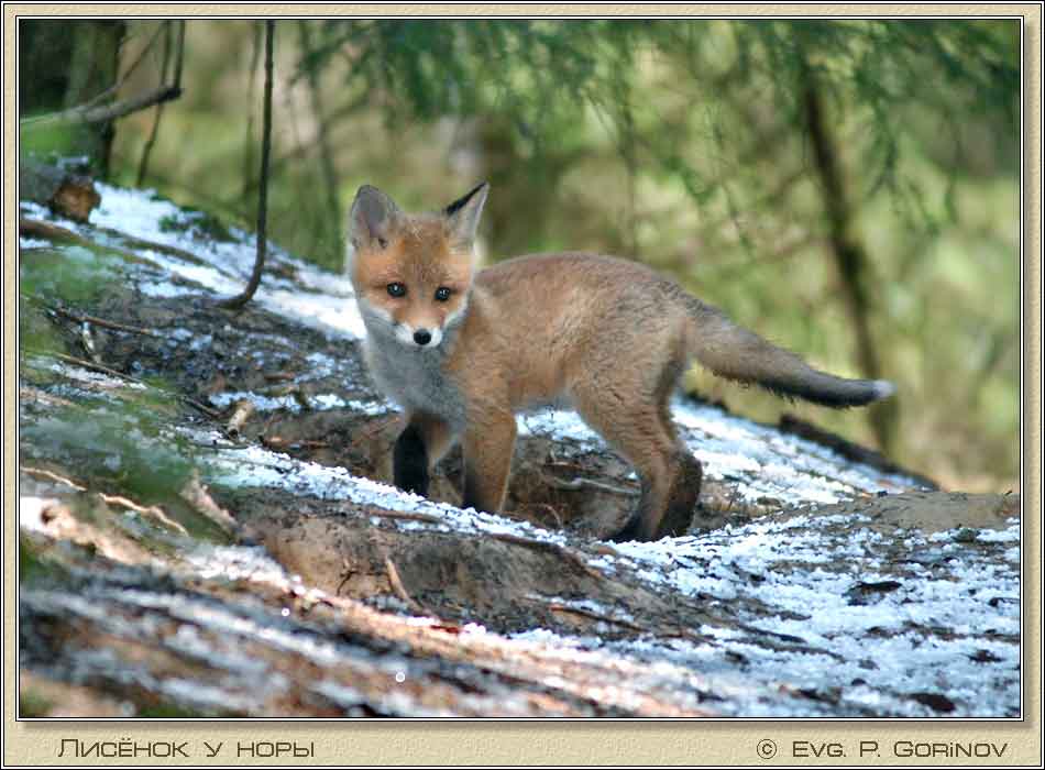 , Young foxe, Fox-cub, Vulpes vulpes.  950700 (62kb)