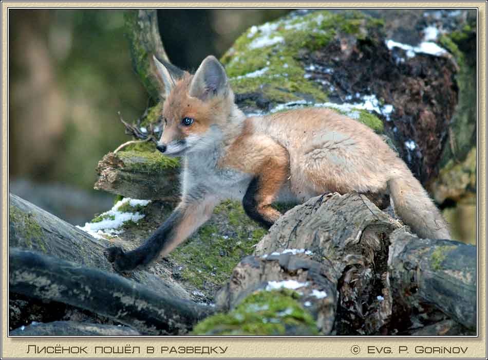 �������, Young foxe, Fox-cub, Vulpes vulpes. ���� 950�700 (62kb)