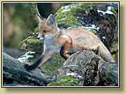 �������. ���� 950x700 (61kb) ��������?