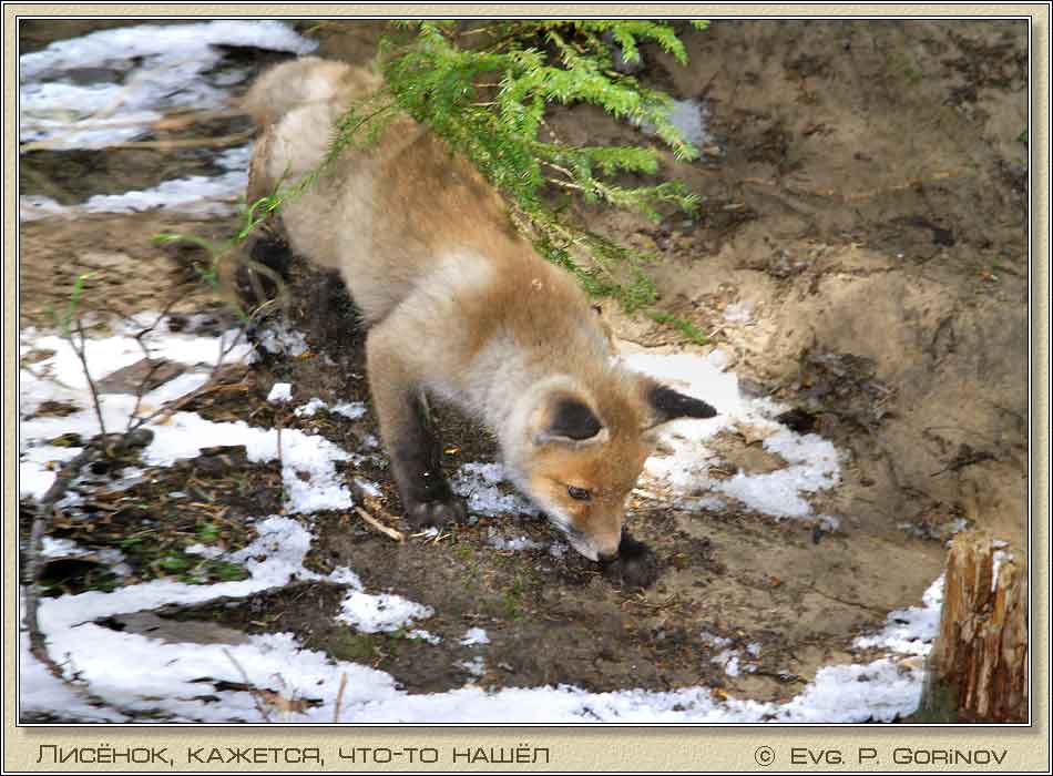�������, Young foxe, Fox-cub, Vulpes vulpes. ���� 950�700 (70kb)
