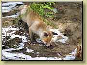 �������. ���� 950x700 (70kb) ��������?