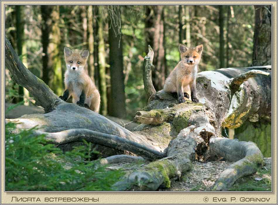 ������, Young foxes, Fox-cubs, Vulpes vulpes. ���� 950�700 (69kb)