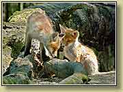 ������. ���� 950x700 (78kb) ��������?