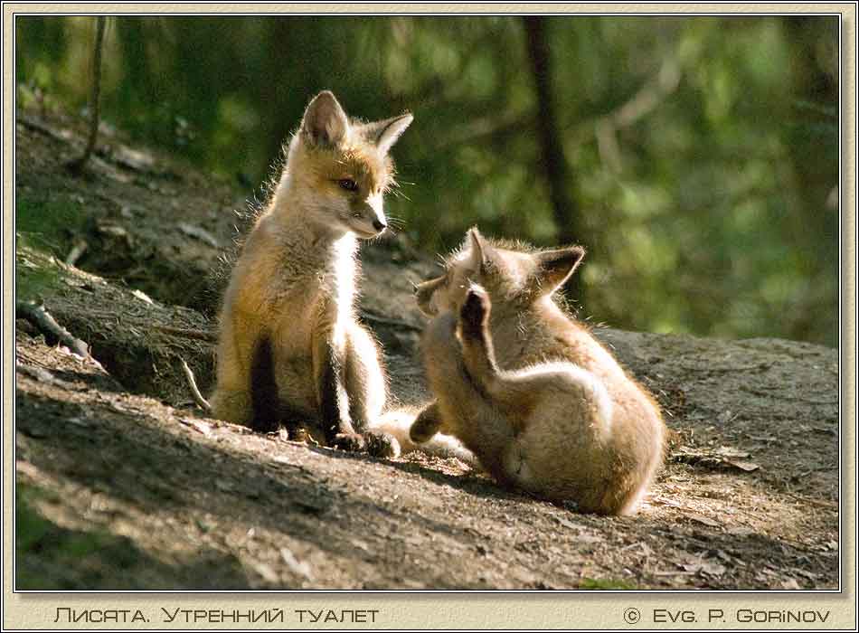 ������, Young foxes, Fox-cubs, Vulpes vulpes. ���� 950�700 (63kb)