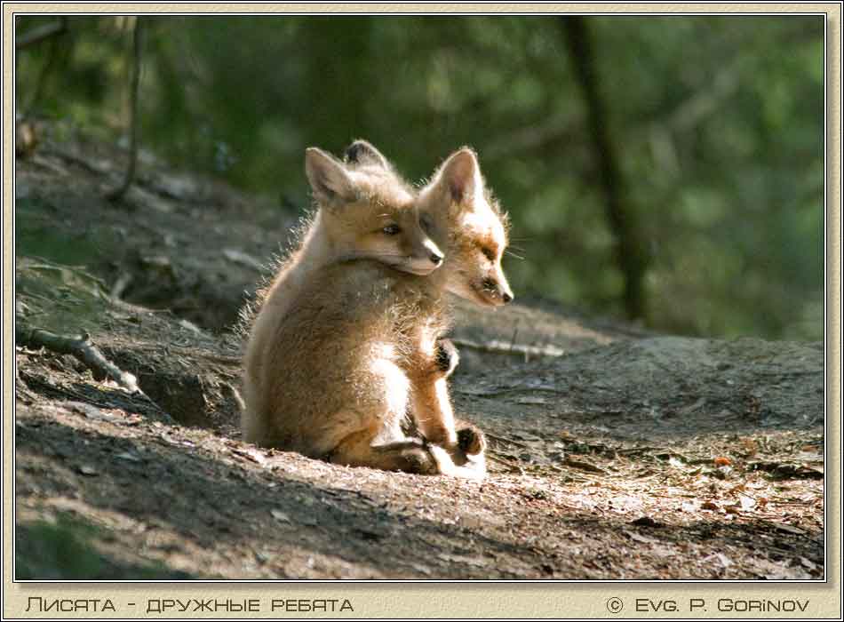 ������, Young foxes, Fox-cubs, Vulpes vulpes. ���� 950�700 (59kb)