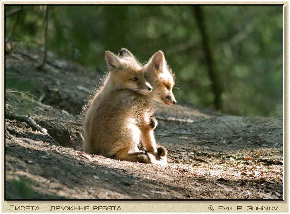 , Young foxes, Fox-cubs, Vulpes vulpes.  950700 (59kb)