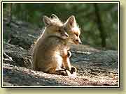 ������. ���� 950x700 (59kb) ��������?