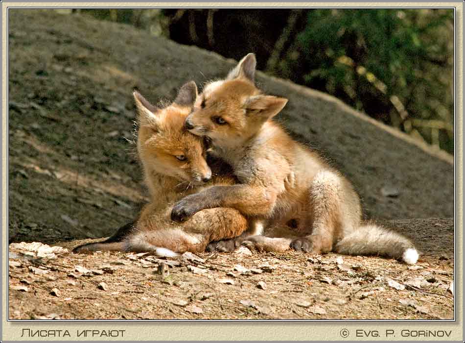 ������, Young foxes, Fox-cubs, Vulpes vulpes. ���� 950�700 (73kb)