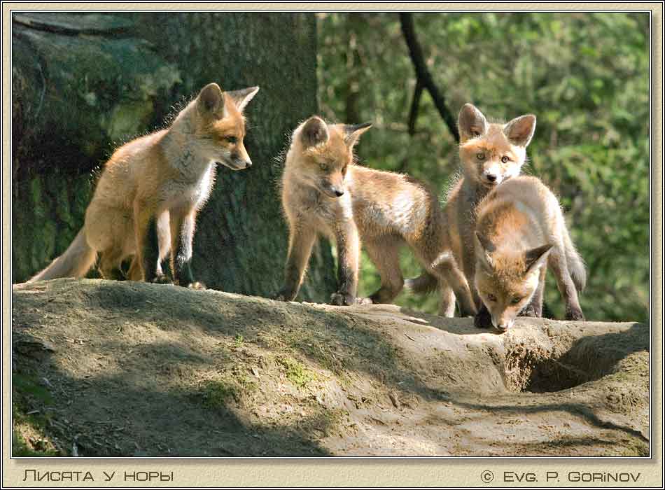 , Young foxes, Fox-cubs, Vulpes vulpes.  950700 (69kb)