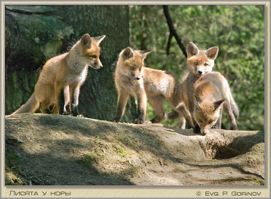 ������, Young foxes, Fox-cubs, Vulpes vulpes. ���� 950�700 (69kb)