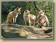 ������ � ����. ���� 950x700 (69kb) ��������?