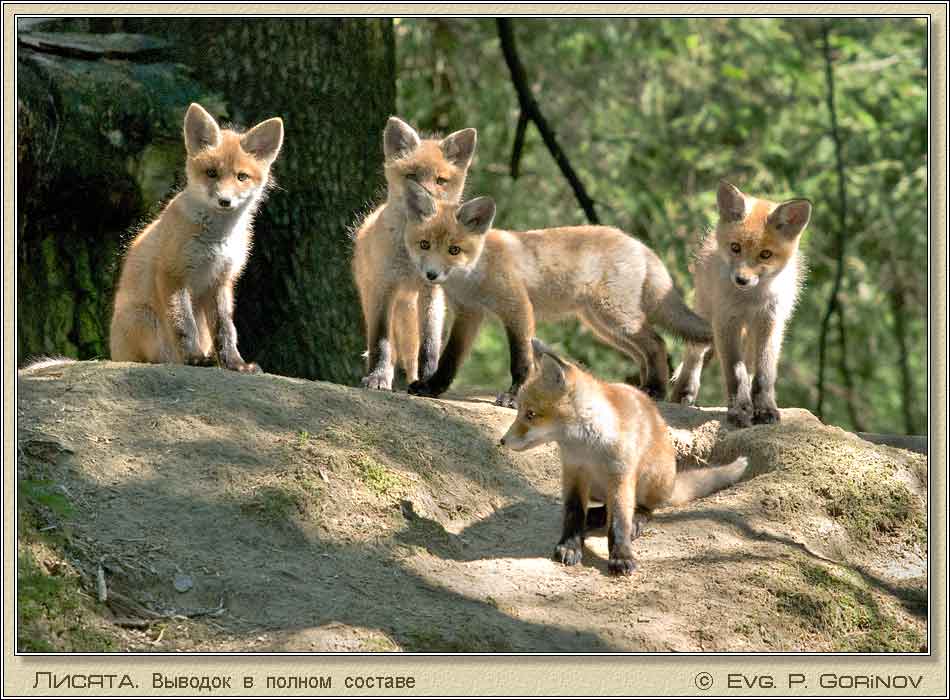 ������, Young foxes, Fox-cubs, Vulpes vulpes. ���� 950�700 (73kb)