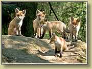 ������. ���� 950x700 (74kb) ��������?