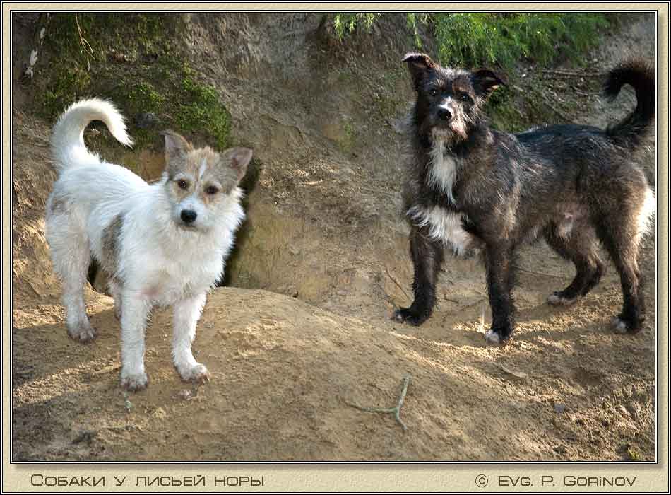 ������ � ������ ����, dogs. ���� 950�700 (74kb)